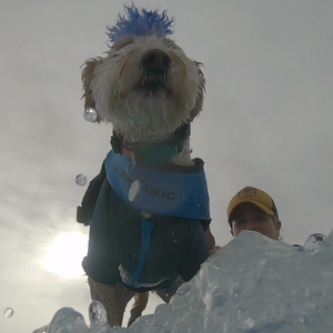 Scooter Surf Therapy Dog